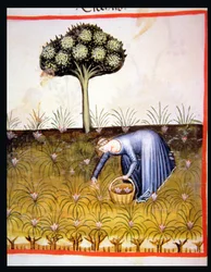 Nova 2644 fol.39r Récolte de Violettes, du Tacuinum Sanitatis